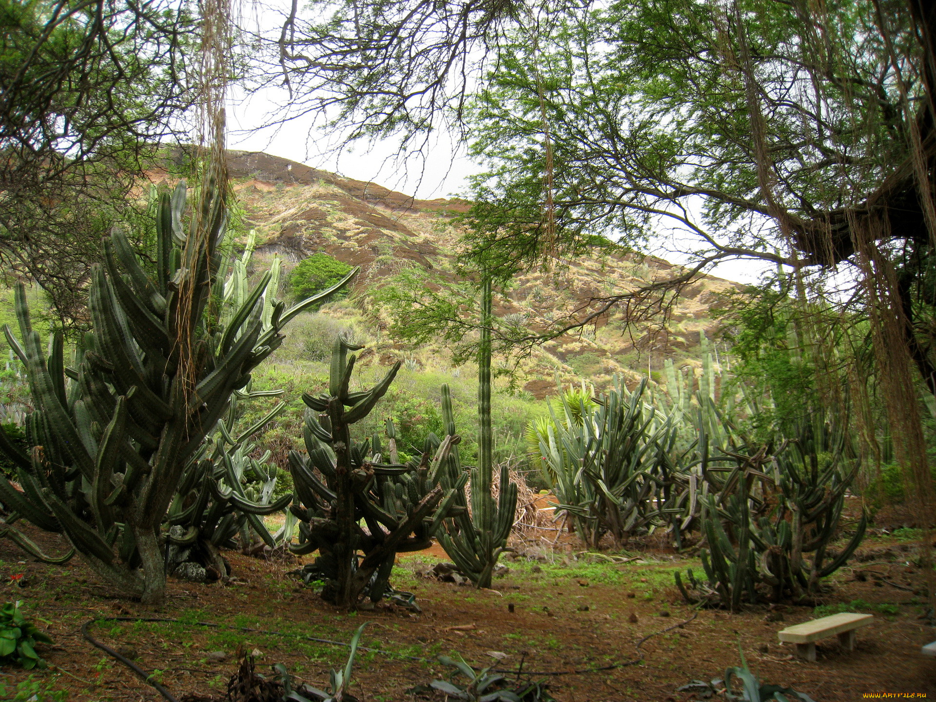 botanical, gardens, hawaii, , , , 